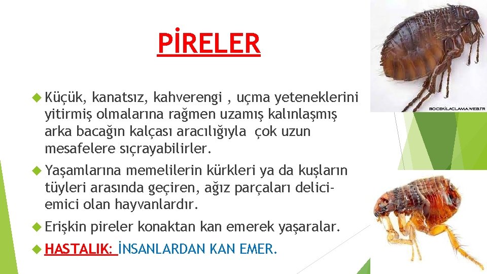 PİRELER Küçük, kanatsız, kahverengi , uçma yeteneklerini yitirmiş olmalarına rağmen uzamış kalınlaşmış arka bacağın PİRELER Küçük, kanatsız, kahverengi , uçma yeteneklerini yitirmiş olmalarına rağmen uzamış kalınlaşmış arka bacağın