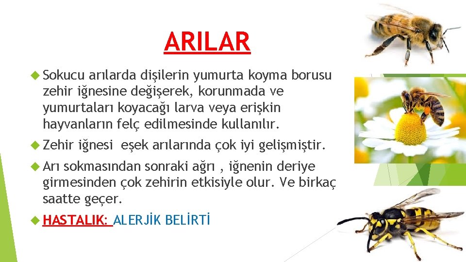ARILAR Sokucu arılarda dişilerin yumurta koyma borusu zehir iğnesine değişerek, korunmada ve yumurtaları koyacağı ARILAR Sokucu arılarda dişilerin yumurta koyma borusu zehir iğnesine değişerek, korunmada ve yumurtaları koyacağı