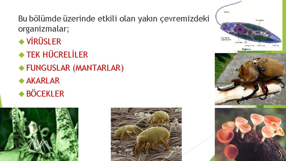 Bu bölümde üzerinde etkili olan yakın çevremizdeki organizmalar; VİRÜSLER TEK HÜCRELİLER FUNGUSLAR AKARLAR BÖCEKLER Bu bölümde üzerinde etkili olan yakın çevremizdeki organizmalar; VİRÜSLER TEK HÜCRELİLER FUNGUSLAR AKARLAR BÖCEKLER