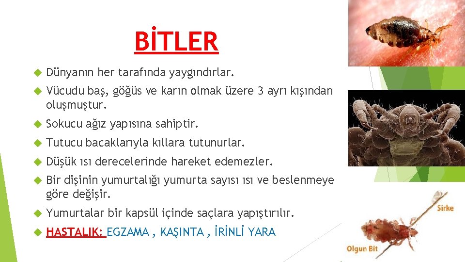 BİTLER Dünyanın her tarafında yaygındırlar. Vücudu baş, göğüs ve karın olmak üzere 3 ayrı BİTLER Dünyanın her tarafında yaygındırlar. Vücudu baş, göğüs ve karın olmak üzere 3 ayrı