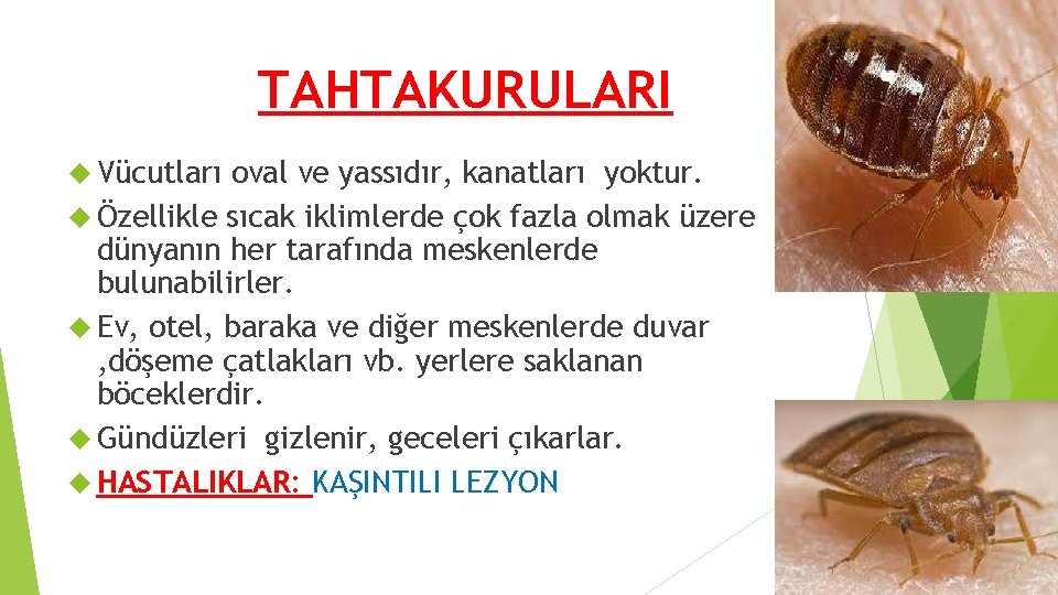 TAHTAKURULARI Vücutları oval ve yassıdır, kanatları yoktur. Özellikle sıcak iklimlerde çok fazla olmak üzere TAHTAKURULARI Vücutları oval ve yassıdır, kanatları yoktur. Özellikle sıcak iklimlerde çok fazla olmak üzere