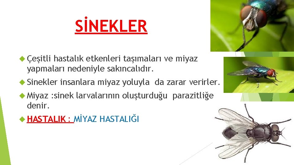 SİNEKLER Çeşitli hastalık etkenleri taşımaları ve miyaz yapmaları nedeniyle sakıncalıdır. Sinekler Miyaz insanlara miyaz SİNEKLER Çeşitli hastalık etkenleri taşımaları ve miyaz yapmaları nedeniyle sakıncalıdır. Sinekler Miyaz insanlara miyaz