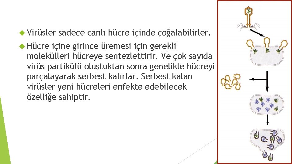 Virüsler Hücre sadece canlı hücre içinde çoğalabilirler. içine girince üremesi için gerekli molekülleri Virüsler Hücre sadece canlı hücre içinde çoğalabilirler. içine girince üremesi için gerekli molekülleri