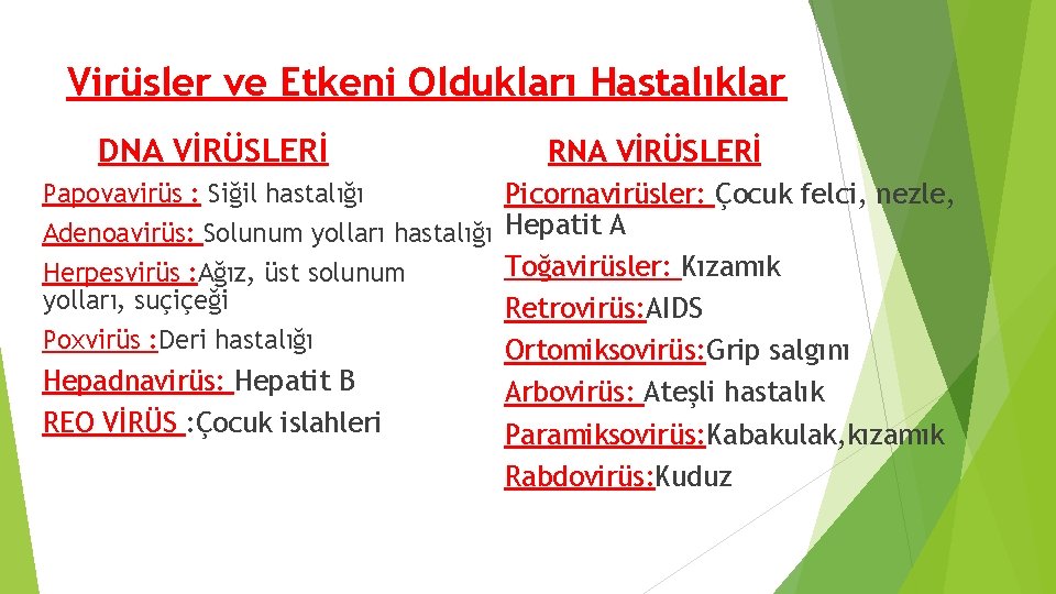 Virüsler ve Etkeni Oldukları Hastalıklar DNA VİRÜSLERİ Papovavirüs : Siğil hastalığı Adenoavirüs: Solunum yolları Virüsler ve Etkeni Oldukları Hastalıklar DNA VİRÜSLERİ Papovavirüs : Siğil hastalığı Adenoavirüs: Solunum yolları