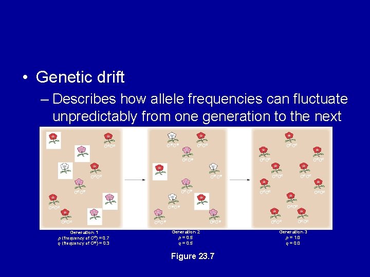  • Genetic drift – Describes how allele frequencies can fluctuate unpredictably from one