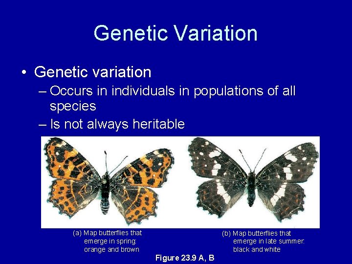 Genetic Variation • Genetic variation – Occurs in individuals in populations of all species