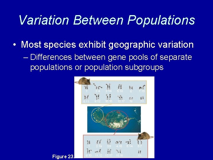 Variation Between Populations • Most species exhibit geographic variation – Differences between gene pools