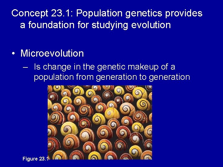 Concept 23. 1: Population genetics provides a foundation for studying evolution • Microevolution –