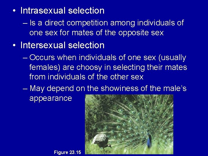  • Intrasexual selection – Is a direct competition among individuals of one sex