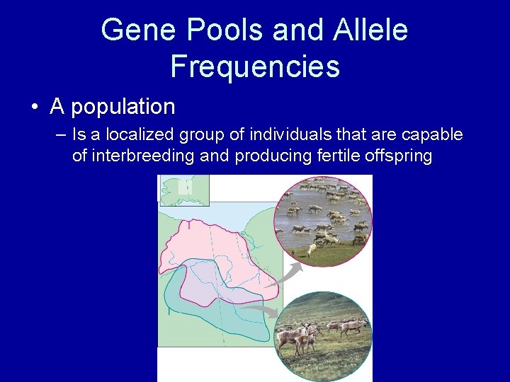 Gene Pools and Allele Frequencies • A population – Is a localized group of