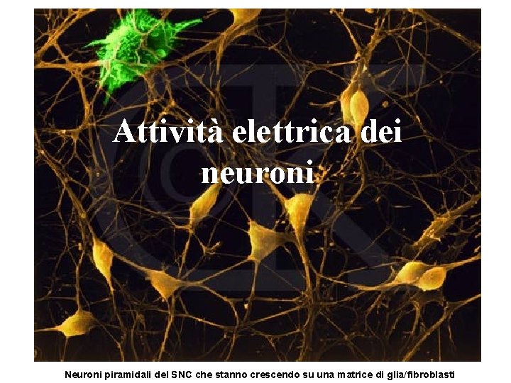 Attività elettrica dei neuroni Neuroni piramidali del SNC che stanno crescendo su una matrice