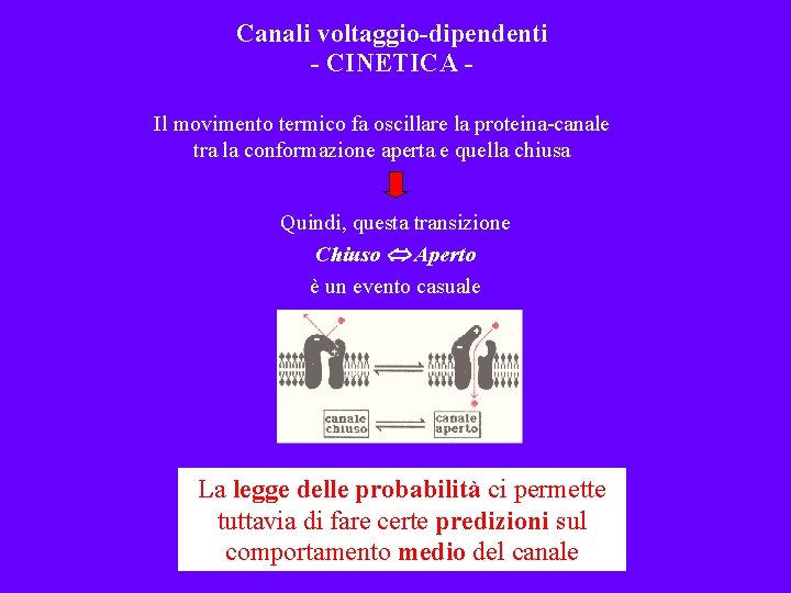 Canali voltaggio-dipendenti - CINETICA Il movimento termico fa oscillare la proteina-canale tra la conformazione