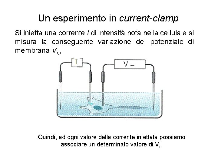 Un esperimento in current-clamp Si inietta una corrente I di intensità nota nella cellula