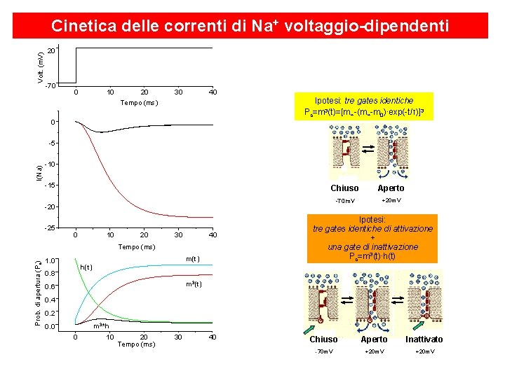 Volt. (m. V) Cinetica delle correnti di Na+ voltaggio-dipendenti 20 -70 0 10 20