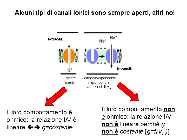 Alcuni tipi di canali Ionici sono sempre aperti, altri no! extracell. intracell. Sempre aperti