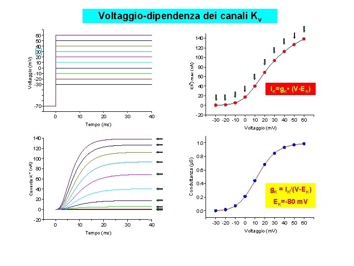 Voltaggio-dipendenza dei canali Kv 140 120 100 + I(K ) max (n. A) Voltaggio