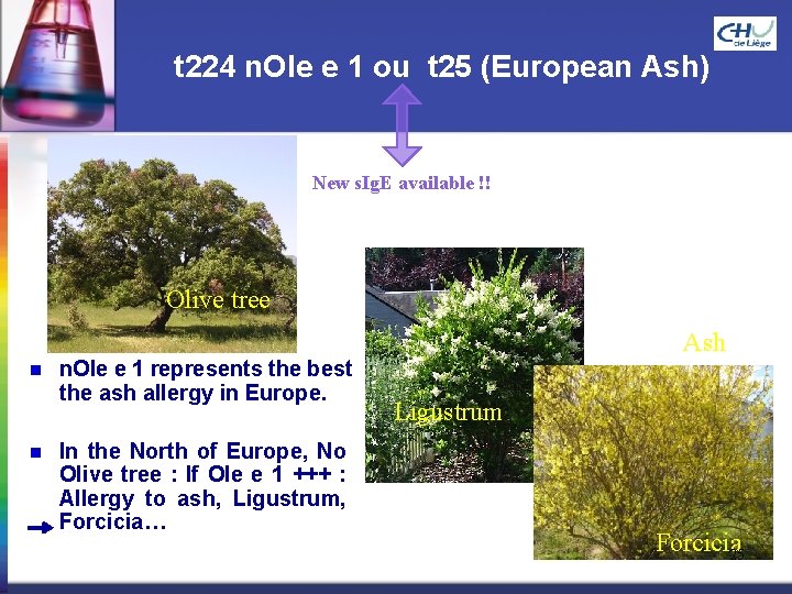 t 224 n. Ole e 1 ou t 25 (European Ash) New s. Ig.