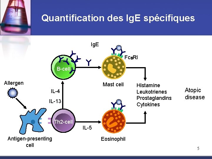Quantification des Ig. E spécifiques Ig. E Fce. RI B-cell Allergen Mast cell IL-4