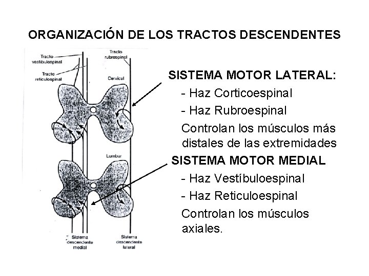 ORGANIZACIÓN DE LOS TRACTOS DESCENDENTES SISTEMA MOTOR LATERAL: - Haz Corticoespinal - Haz Rubroespinal