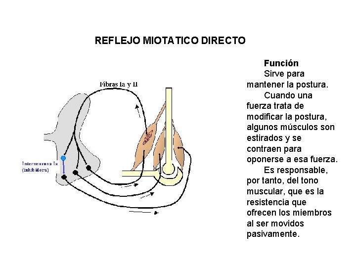 REFLEJO MIOTATICO DIRECTO Función Sirve para mantener la postura. Cuando una fuerza trata de