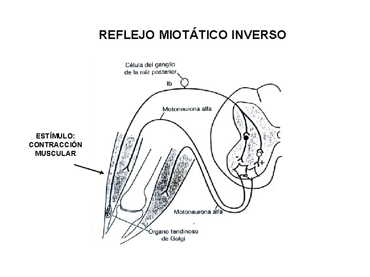 REFLEJO MIOTÁTICO INVERSO ESTÍMULO: CONTRACCIÓN MUSCULAR 