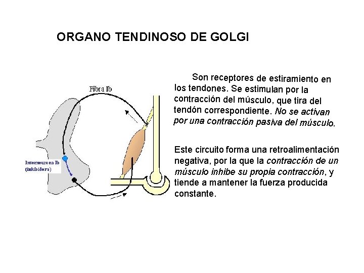 ORGANO TENDINOSO DE GOLGI Son receptores de estiramiento en los tendones. Se estimulan por