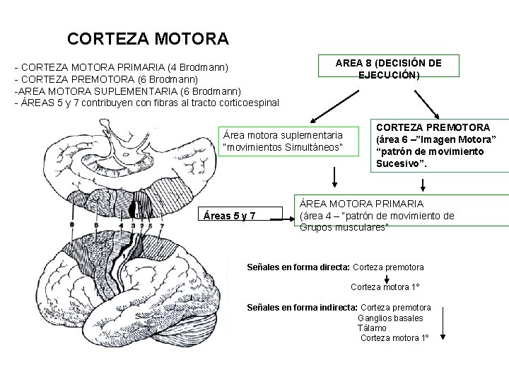 CORTEZA MOTORA - CORTEZA MOTORA PRIMARIA (4 Brodmann) - CORTEZA PREMOTORA (6 Brodmann) -AREA