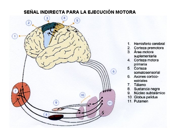 SEÑAL INDIRECTA PARA LA EJECUCIÓN MOTORA 