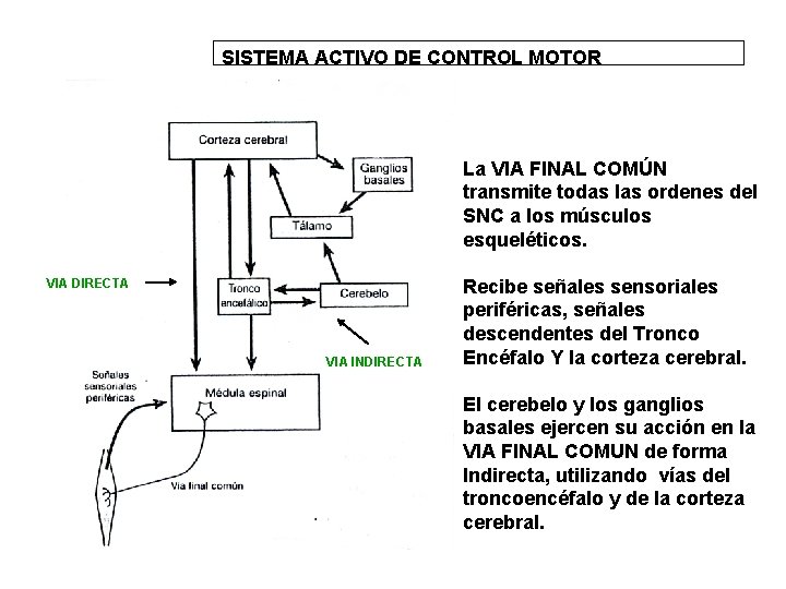 SISTEMA ACTIVO DE CONTROL MOTOR La VIA FINAL COMÚN transmite todas las ordenes del
