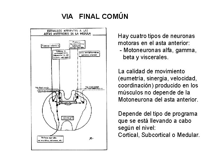 VIA FINAL COMÚN Hay cuatro tipos de neuronas motoras en el asta anterior: -