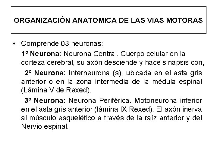 ORGANIZACIÓN ANATOMICA DE LAS VIAS MOTORAS • Comprende 03 neuronas: 1º Neurona: Neurona Central.