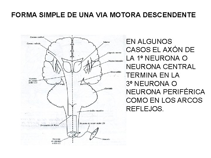 FORMA SIMPLE DE UNA VIA MOTORA DESCENDENTE EN ALGUNOS CASOS EL AXÓN DE LA