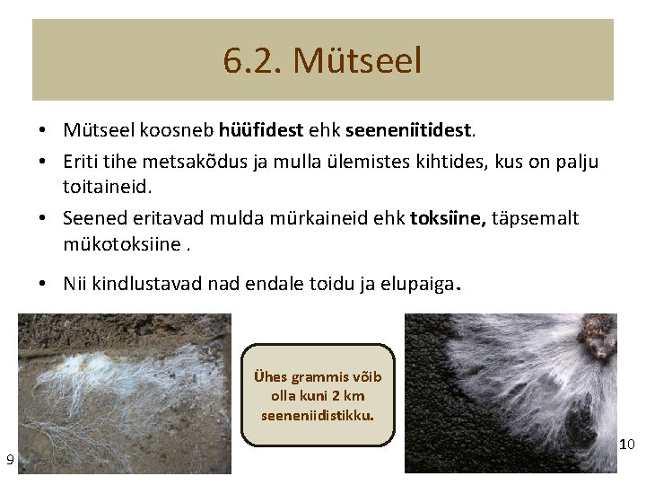 6. 2. Mütseel • Mütseel koosneb hüüfidest ehk seeneniitidest. • Eriti tihe metsakõdus ja