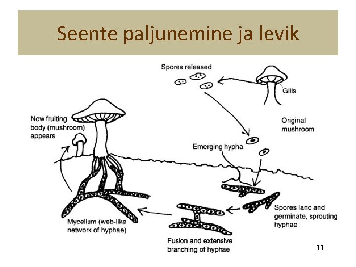 Seente paljunemine ja levik 11 