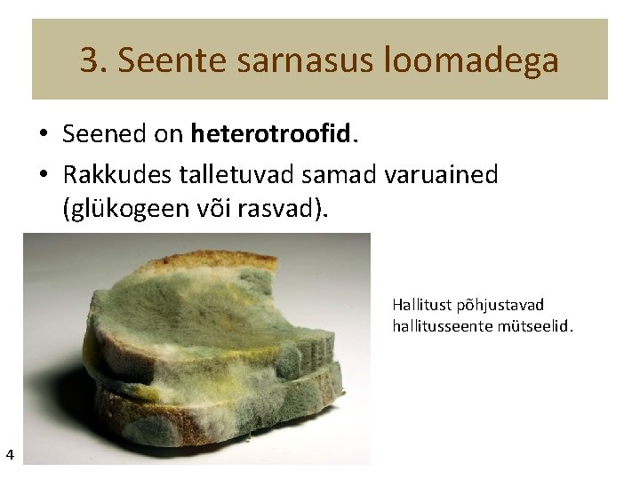 3. Seente sarnasus loomadega • Seened on heterotroofid. • Rakkudes talletuvad samad varuained (glükogeen