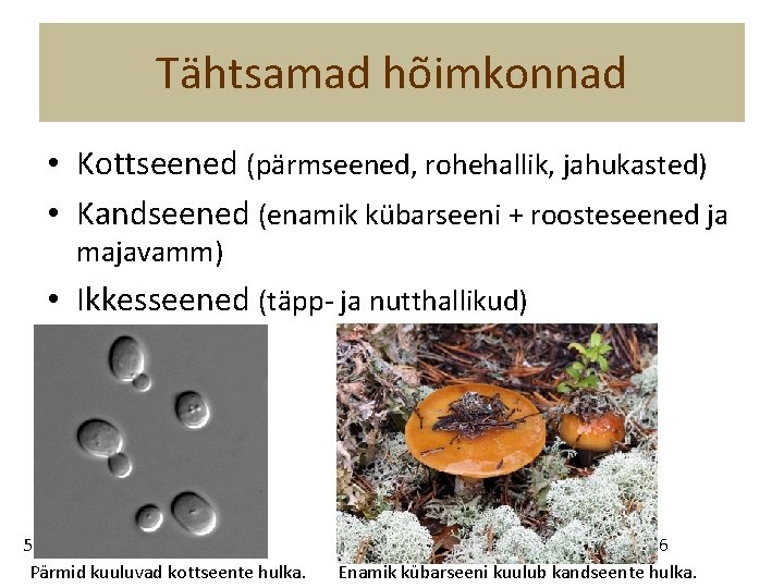 Tähtsamad hõimkonnad • Kottseened (pärmseened, rohehallik, jahukasted) • Kandseened (enamik kübarseeni + roosteseened ja