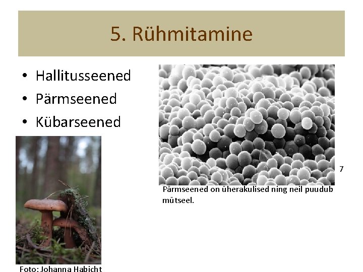 5. Rühmitamine • Hallitusseened • Pärmseened • Kübarseened 7 Pärmseened on üherakulised ning neil