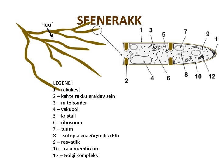 Hüüf SEENERAKK LEGEND: 1 – rakukest 2 – kahte rakku eraldav sein 3 –