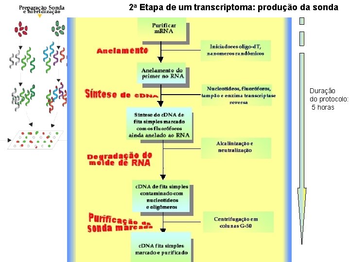 2 a Etapa de um transcriptoma: produção da sonda Duração do protocolo: 5 horas