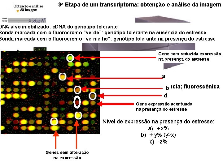 3 a Etapa de um transcriptoma: obtenção e análise da imagem DNA alvo imobilizado: