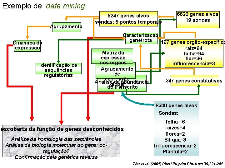 Exemplo de data mining Agrupamento Dinamica da expressao Identificação de sequências regulatórias 5247 genes