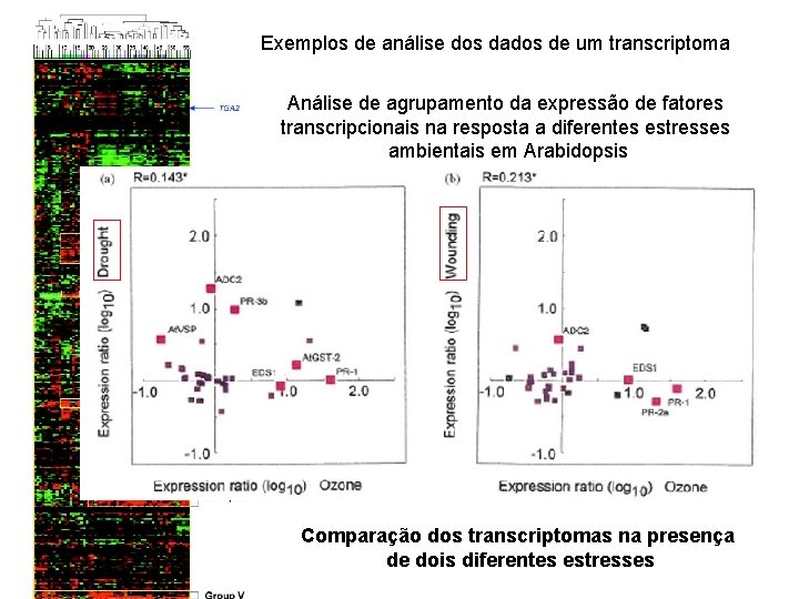 Exemplos de análise dos dados de um transcriptoma Análise de agrupamento da expressão de