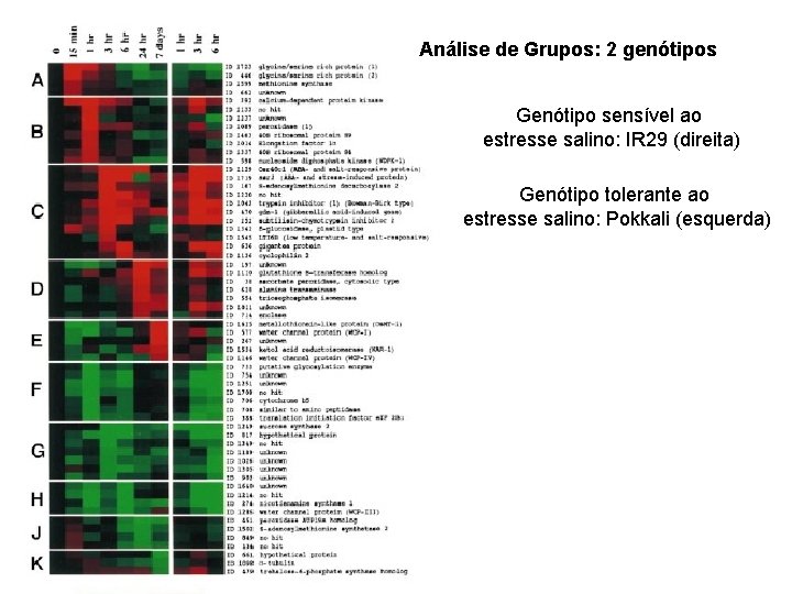 Análise de Grupos: 2 genótipos Genótipo sensível ao estresse salino: IR 29 (direita) Genótipo