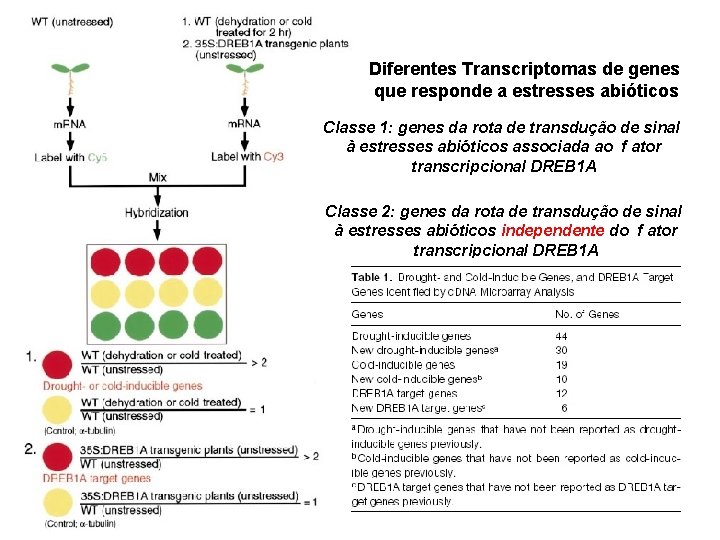 Diferentes Transcriptomas de genes que responde a estresses abióticos Classe 1: genes da rota