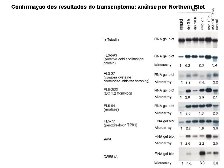 Confirmação dos resultados do transcriptoma: análise por Northern Blot 