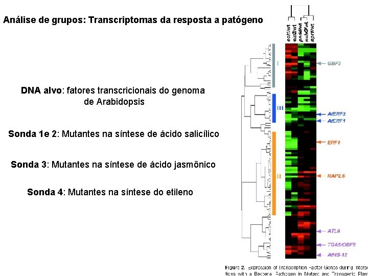 Análise de grupos: Transcriptomas da resposta a patógeno DNA alvo: fatores transcricionais do genoma