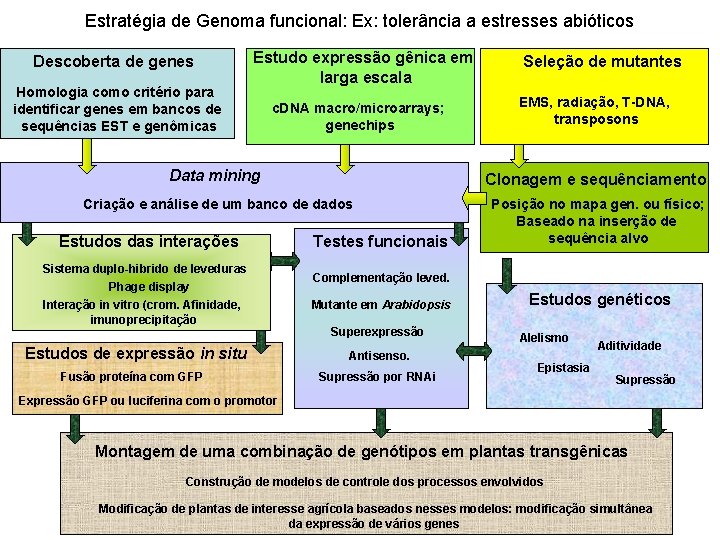 Estratégia de Genoma funcional: Ex: tolerância a estresses abióticos Descoberta de genes Homologia como