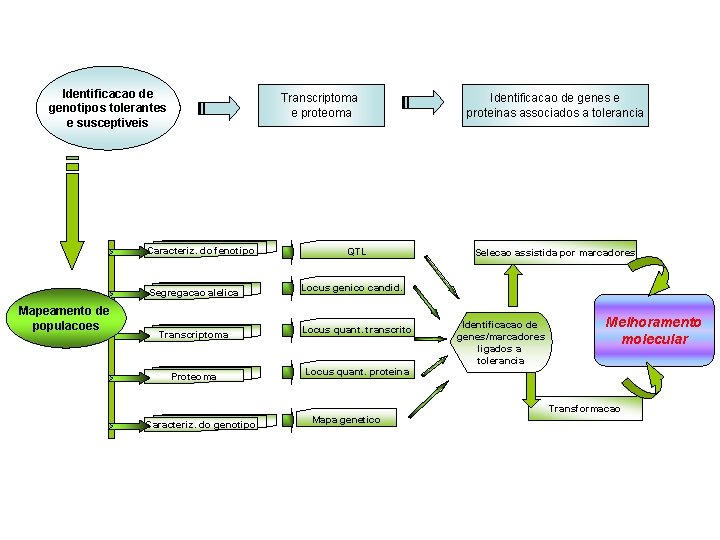 Identificacao de genotipos tolerantes e susceptiveis Transcriptoma e proteoma Caracteriz. do fenotipo Segregacao alelica