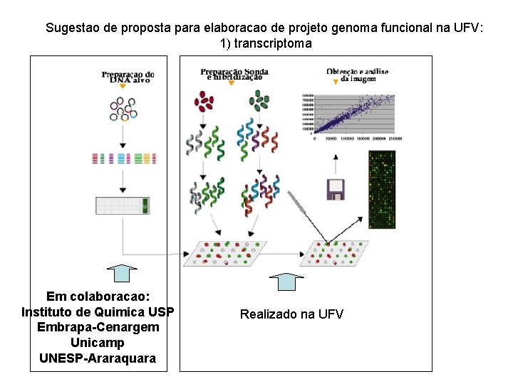 Sugestao de proposta para elaboracao de projeto genoma funcional na UFV: 1) transcriptoma Em