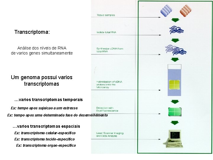 Transcriptoma: Análise dos níveis de RNA de varios genes simultaneamente Um genoma possui varios